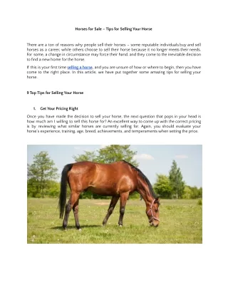 Horses for Sale – Tips for Selling Your Horse