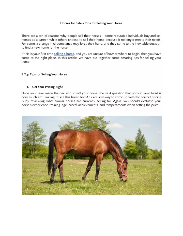 horses for sale tips for selling your horse