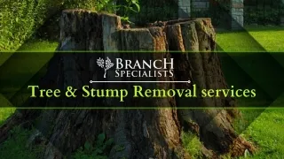 Tree & Stump Removal services