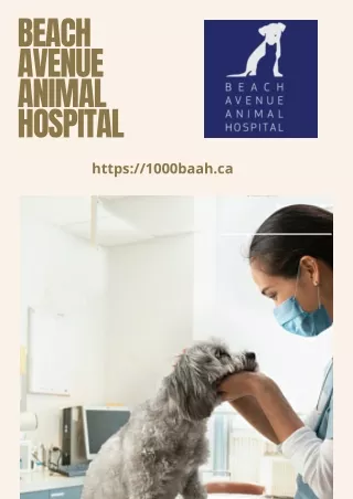 Best Animal Care Clinic in Vancouver