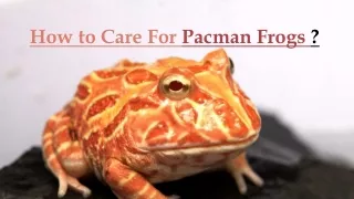 Why Are Pacman Frogs Good Pets and How to Care For Them?