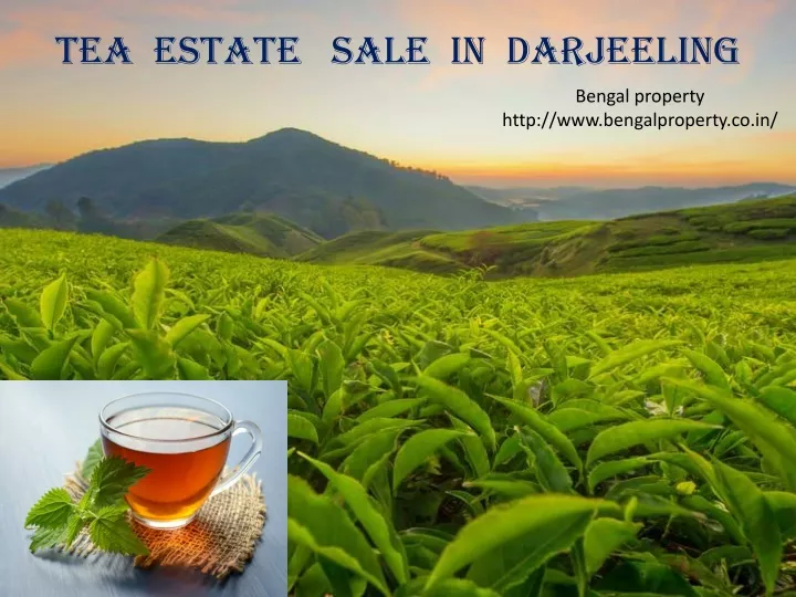 tea estate sale in darjeeling