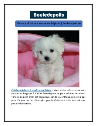 Chiots yorkshires à vendre en Belgique | Bouledepoils.be