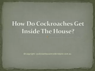 How Do Cockroaches Get Inside The House?