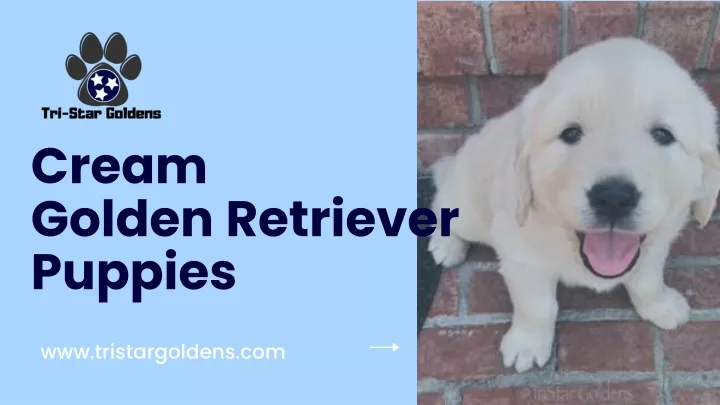 cream golden retriever puppies