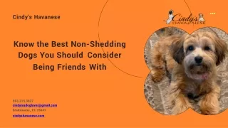 Get The Perfect Non-Shedding Dogs in the State of Texas