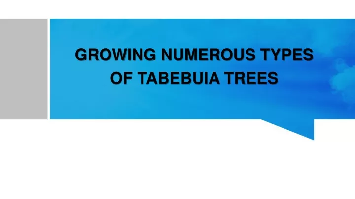 growing numerous types of tabebuia trees