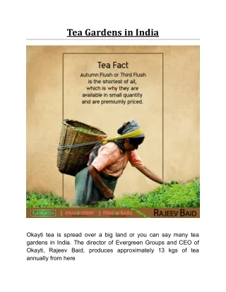 Tea Gardens in India