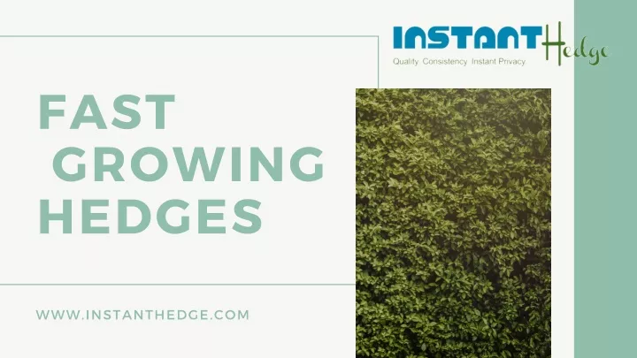 fast growing hedges