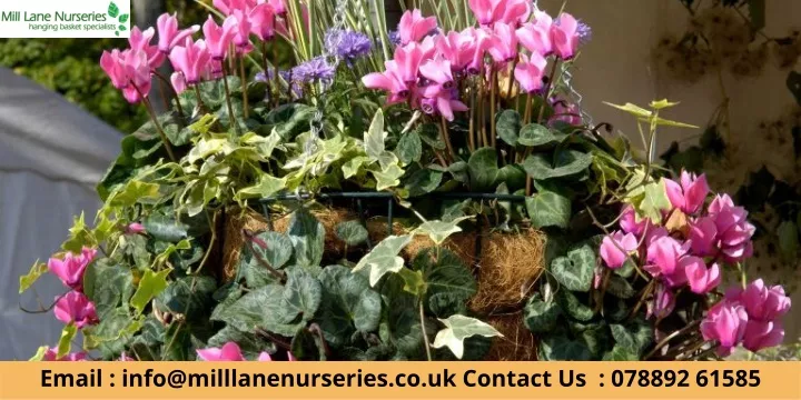 email info@milllanenurseries co uk contact