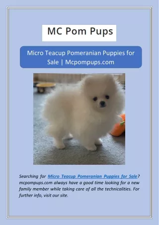 Micro Teacup Pomeranian Puppies for Sale | Mcpompups.com