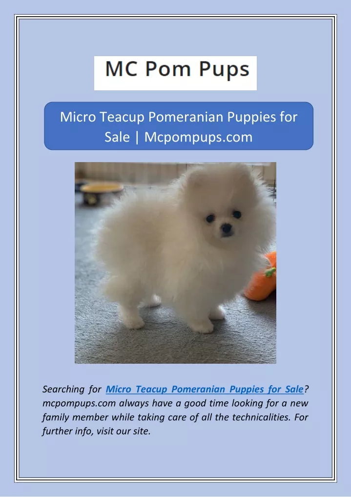 micro teacup pomeranian puppies for sale
