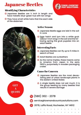 exterminator syracuse ny syracuse termite control