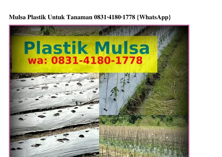 mulsa plastik untuk tanaman 0831 4180 1778