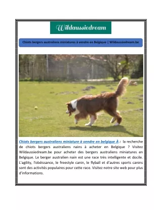 Chiots bergers australiens miniatures à vendre en Belgique | Wildaussiedream.be