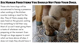Six Human Food Items You Should Not Feed Your Dogs- Down Town Tabby Pet Store