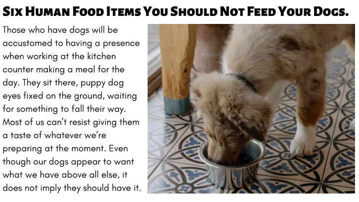 six human food items you should not feed your dogs