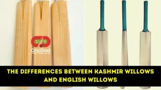 The differences between Kashmir willows vs English willows