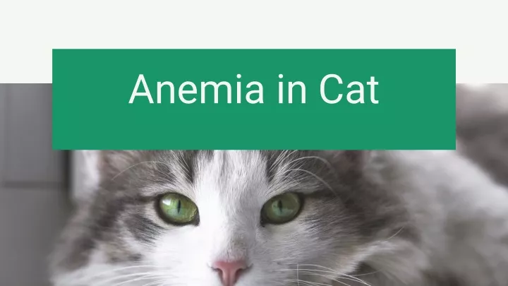 anemia in cat