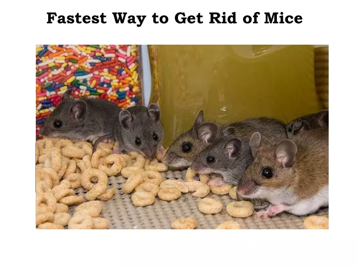 fastest way to get rid of mice