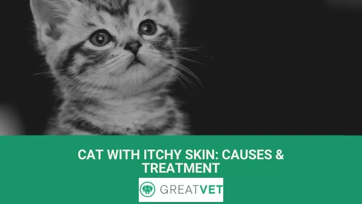 cat with itchy skin causes treatment