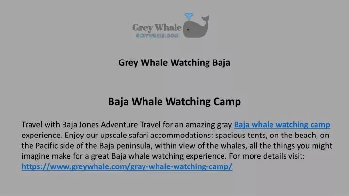 grey whale watching baja