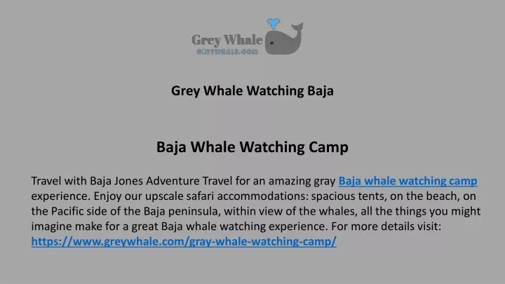 grey whale watching baja