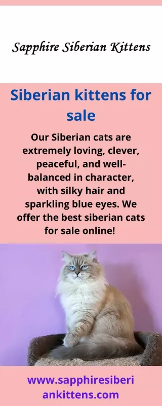 Siberian kittens for sale