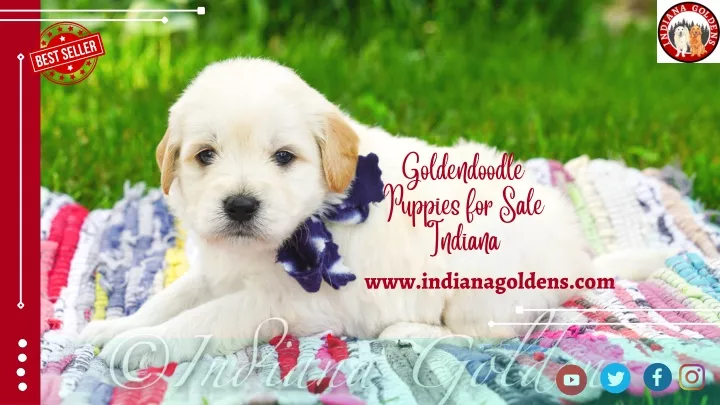 goldendoodle puppies for sale indiana