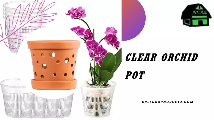 clear orchid pot
