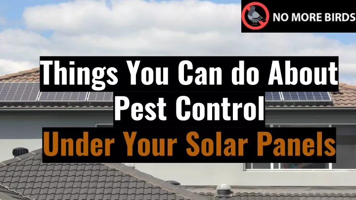 things you can do about pest control under your