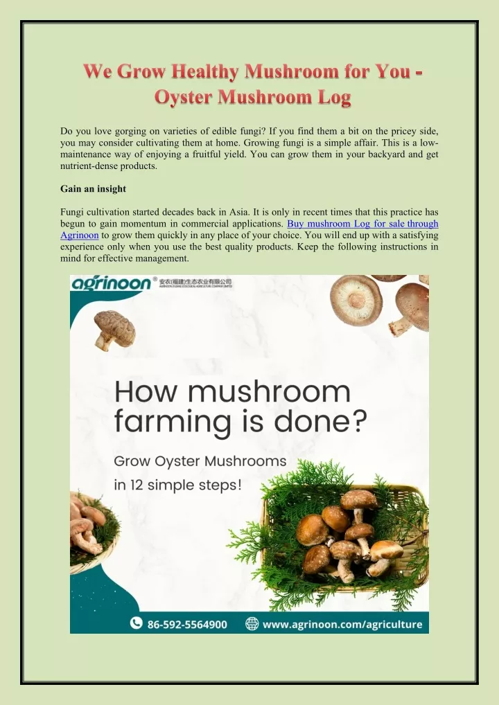 we grow healthy mushroom for you oyster mushroom