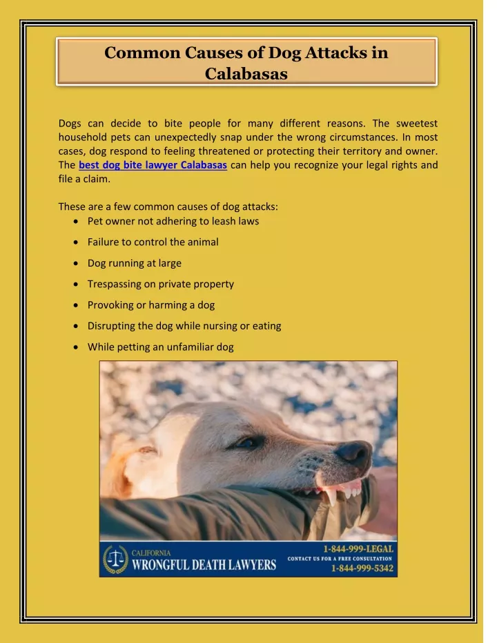 common causes of dog attacks in calabasas