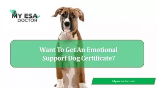 How To Get An Emotional Support Dog Letter