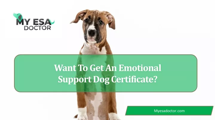 want to get an emotional support dog certificate