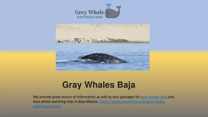 gray whales baja