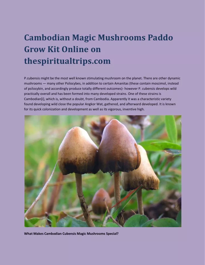 cambodian magic mushrooms paddo grow kit online
