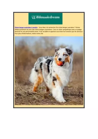 Chiots bergers australiens à vendre | Wildaussiedream.be
