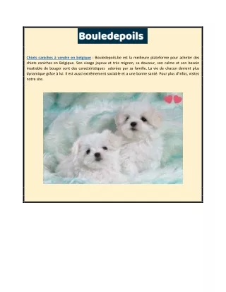 Chiots caniches à vendre en Belgique | Bouledepoils.be