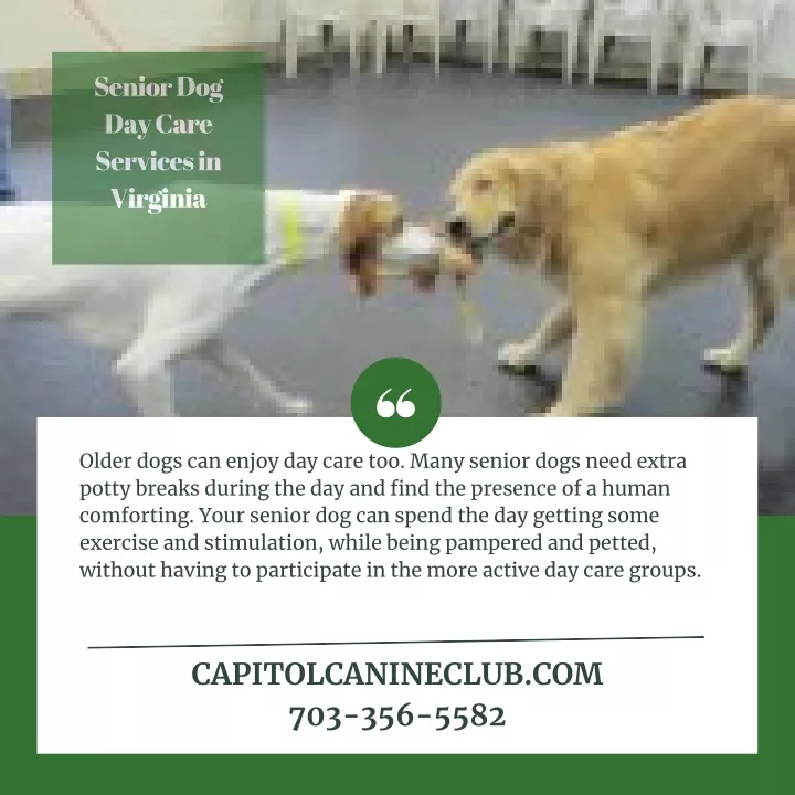 senior dog day care services in virginia