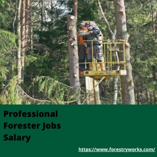 Operational Professional Forester Jobs Salary