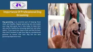 Top Quality Dog Grooming Services in Georgia