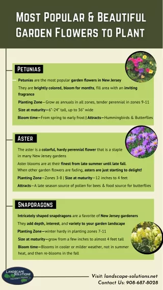 Most Popular & Beautiful Garden Flowers to Plant