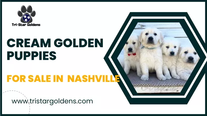 cream golden puppies
