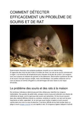 HOW TO DETECT A MOUSE AND RAT PROBLEM EFFECTIVELY