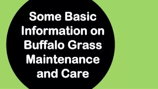 Some Basic Information on Buffalo Grass Maintenance and Care