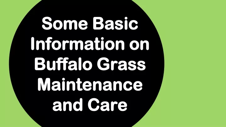 some basic information on buffalo grass maintenance and care