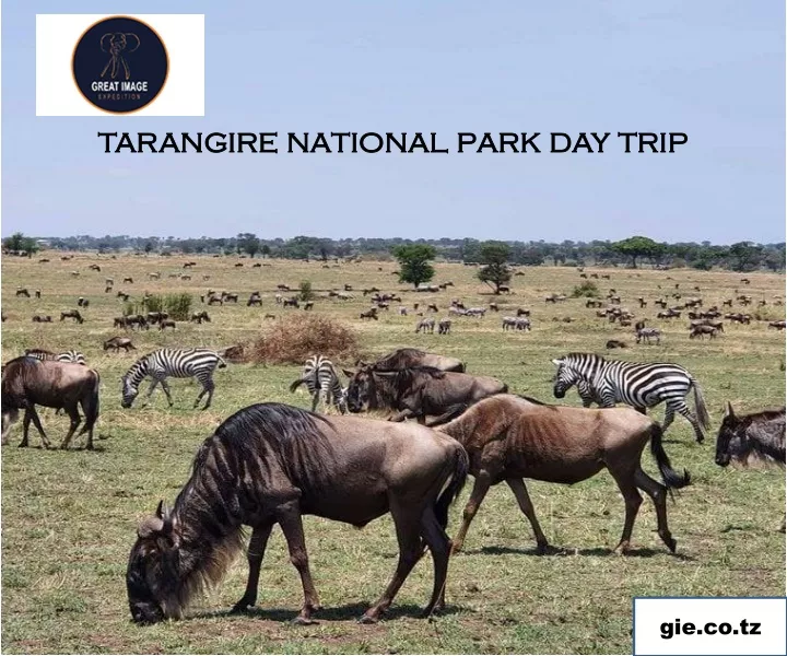 tarangire national park day trip