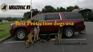 Best Protection dogs usa