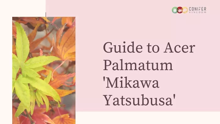guide to acer palmatum mikawa yatsubusa